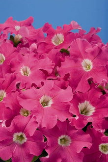 Floribunda Rose Seeds (Rosa hybrida) for seasonal color across the home garden flower border