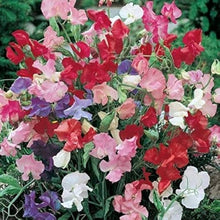 Sweet Pea Seeds (Lathyrus odoratus) for a fresh homegrown crop from the Flower Bed