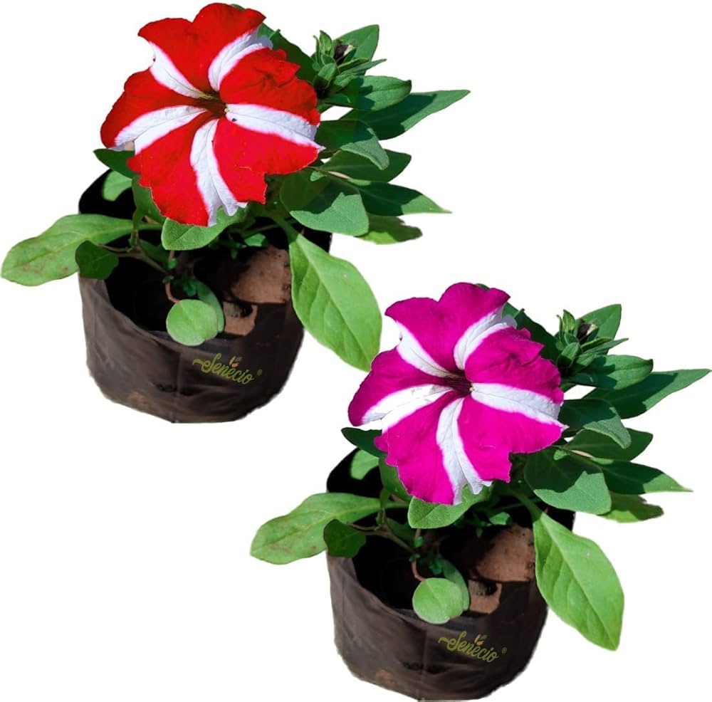 Petunia Petunia hybrida flower seeds for planting in vertical garden baskets and patio containers - for planting in home garden