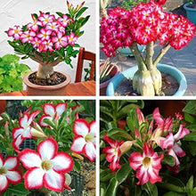 Adenium Obsum Desert Rose Triple Viola Intense Seeds for gardeners building out beds and borders