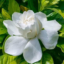 Cape Jasmine Seeds (Gardenia jasminoides) for a lasting display in the home garden or indoor pots
