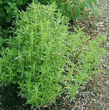 Sommer Savory Seeds (Satureja hortensis) for a bright addition to the Herb Kitchen Patch
