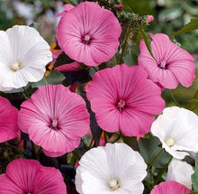 White Lavatera Flower Seeds for colorful garden