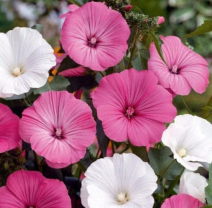 White Lavatera Flower Seeds for colorful garden