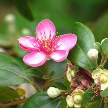 Rhodomyrtus Tomentosa Seeds for colorful blooms in the Flower Bed
