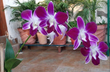 Hydroponic Phalaenopsis Orchid Plant Seeds for reliable seasonal color