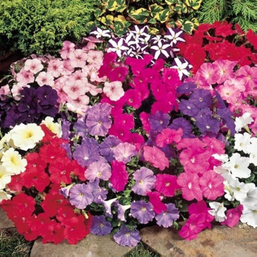 Petunia perennial seeds for bonsai flower garden
