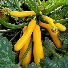 Zucchini Squash Seeds (Cucurbita pepo) for growers stocking the Home Vegetable Patch