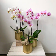 Orchid Seeds (Phalaenopsis spp.) for seasonal color across the indoor gardens and decorative displays
