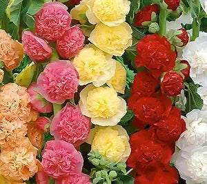 White Double Mallow Alcea rosea Perennial Flower Seeds â€“ Tall Stems with Ruffled White Blooms