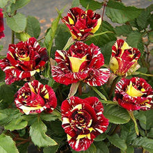 Rose Rosa Hybrida Abracadabra Seeds for colorful blooms in the Home Garden Use