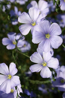 Organic Blue Flax Seeds prized for flowers