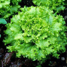 Grand Rapids Lettuce Seeds (Lactuca sativa) for productive rows in the Kitchen Garden Planting