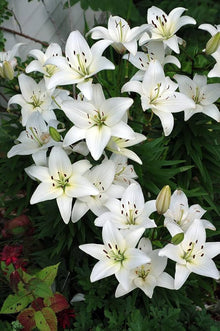 Giant Lily Seeds for long-term planting in the yard