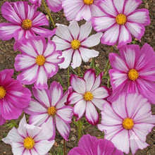 Cosmos Candy Stripe Seeds (Cosmos bipinnatus) for a bright addition to the ornamental backyard garden planting
