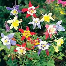 Snow White Columbine flower Seeds for seasonal color across the shady gardens