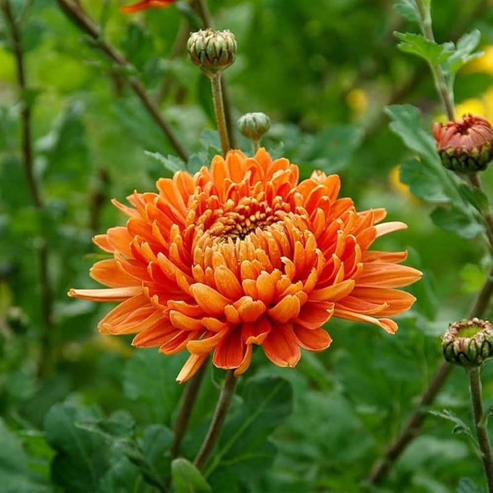 Chrysanthemum Chrysanthemum Morifolium Flower Seeds for Planting in Home Garden and Backyard Borders - for planting in home garden