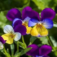 Johnny Jump Up Seeds (Viola tricolor) for a lasting display in the Flower Bed & Urban Garden