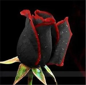 Rose Rosa Hybrida Black Flower Seeds for Planting – Striking Blooms for Garden Borders and Ornamental Landscaping