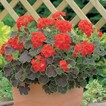 Pelargonium Flower Seeds â€“ Colorful Geranium Varieties for Beds and Containers