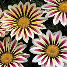 White Gazania Seeds for a bright addition to the Flower Bed