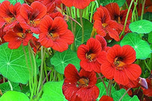 Scarlet Red Nasturtium Re-seeding Annual Seeds for growers filling out the Bright Red Blooms in Your Garden