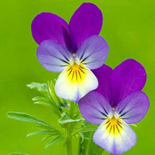Annual White Pink Eye Viola Witrockiana Flower Biennial Pansy Seeds for growers seeking a long-blooming display