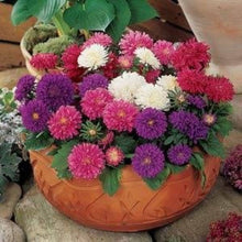Double Aster Aster Amellus Seeds for a lasting display in the Flower Bed & Urban Garden