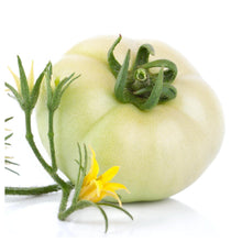 White Wonder Tomato Seeds valued by growers for 2017