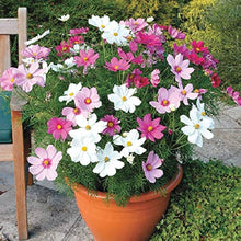 Cosmos Sensatsiya Seeds for growers seeking a long-blooming display