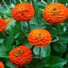 Zinnia Zinnia elegans orange flower seeds for planting in backyard gardening and home garden pots - for planting in home garden