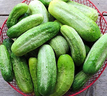 Wisconsin 58 Cucumber Seeds prized among growers for flavorful Cucumbers