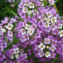 Alyssum Wonderland Mix Ground Cover Seeds for reliable seasonal color