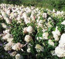 Hydrangea Hydrangea Paniculata Vanilla Strawberry Seeds for sweet homegrown fruit in the Bonsai or Tree Garden Form