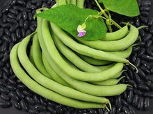 Black Valentine Bean Seeds for growers stocking the Vegetable Gardens