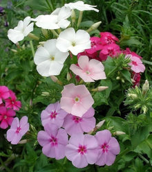 Berg Phlox Linanthus Grandiflorus Seeds for reliable seasonal color