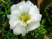 Portulaca Moss-Rose Double Bloom Seeds for a hardy addition to the landscape