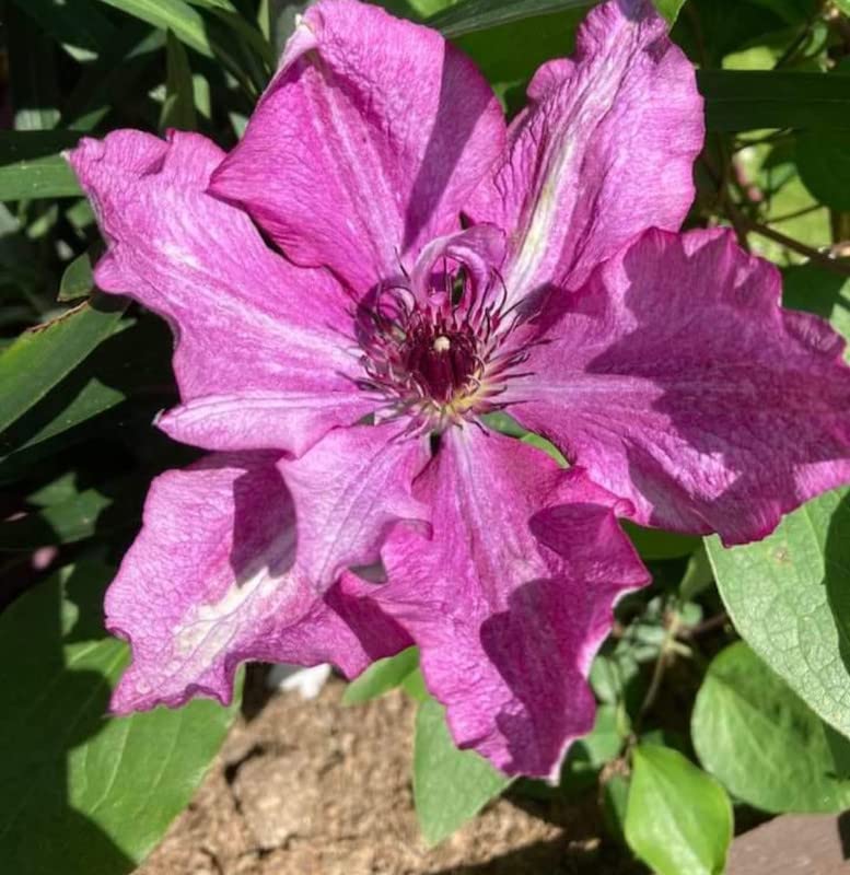 Clematis Flower Seeds Mix