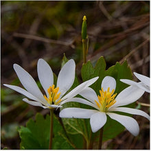 Bloodroot Wildflower Seeds (Sanguinaria canadensis) for colorful blooms in the Woodland Garden & Landscape