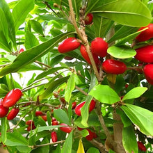 Porcelain Berry Seeds for growers wanting a homegrown harvest
