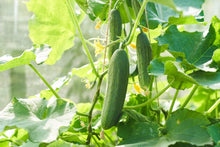Straight Eight Cucumber Seeds for a reliable harvest in the Organic Gardens
