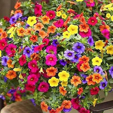 Petunia Trailing Velvet Mixed Colors Hanging Seeds for a colorful addition to any planting