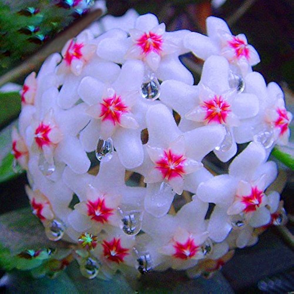 Hoya Hoya Carnosa flower seeds for planting in indoor pots and vertical garden arrangements - for planting in home garden