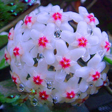 Hoya Hoya Carnosa flower seeds for planting in indoor pots and vertical garden arrangements - for planting in home garden