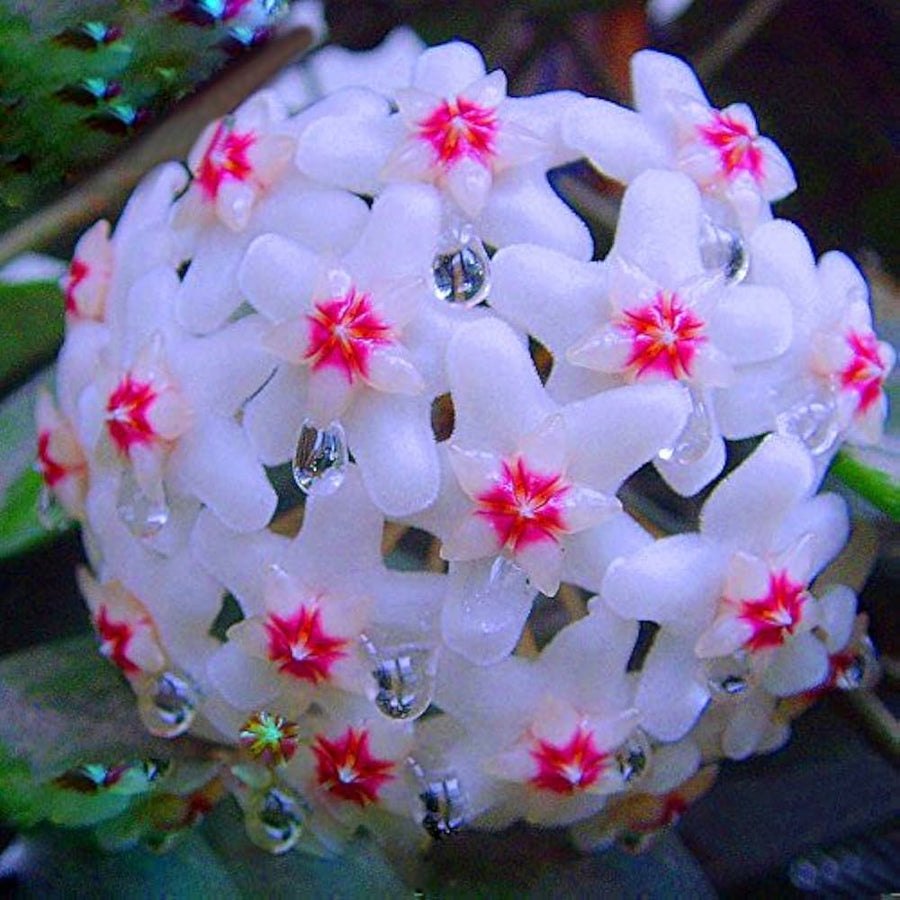 Hoya Hoya Carnosa flower seeds for planting in indoor pots and vertical garden arrangements - for planting in home garden