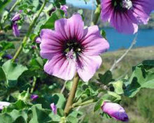 Rose Mallow mix flower Seeds for a colorful addition to any planting
