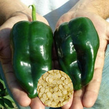 Poblano Pepper Seeds (Capsicum annuum) for home growers seeking a reliable harvest