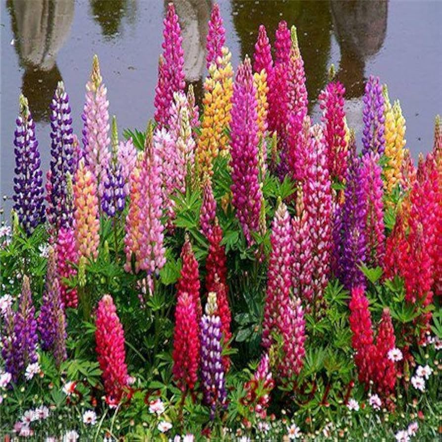 Lupine Lupinus Polyphyllus Rainbow Tutti Frutti Flower Seeds for Planting – Vibrant Mix for Pollinator-Friendly Gardens