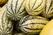 Delta Squash Seeds valued by growers for abundant Harvests