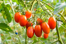 Mini beefsteak tomato – Solanum lycopersicum – for planting in patio gardens and urban grow spaces